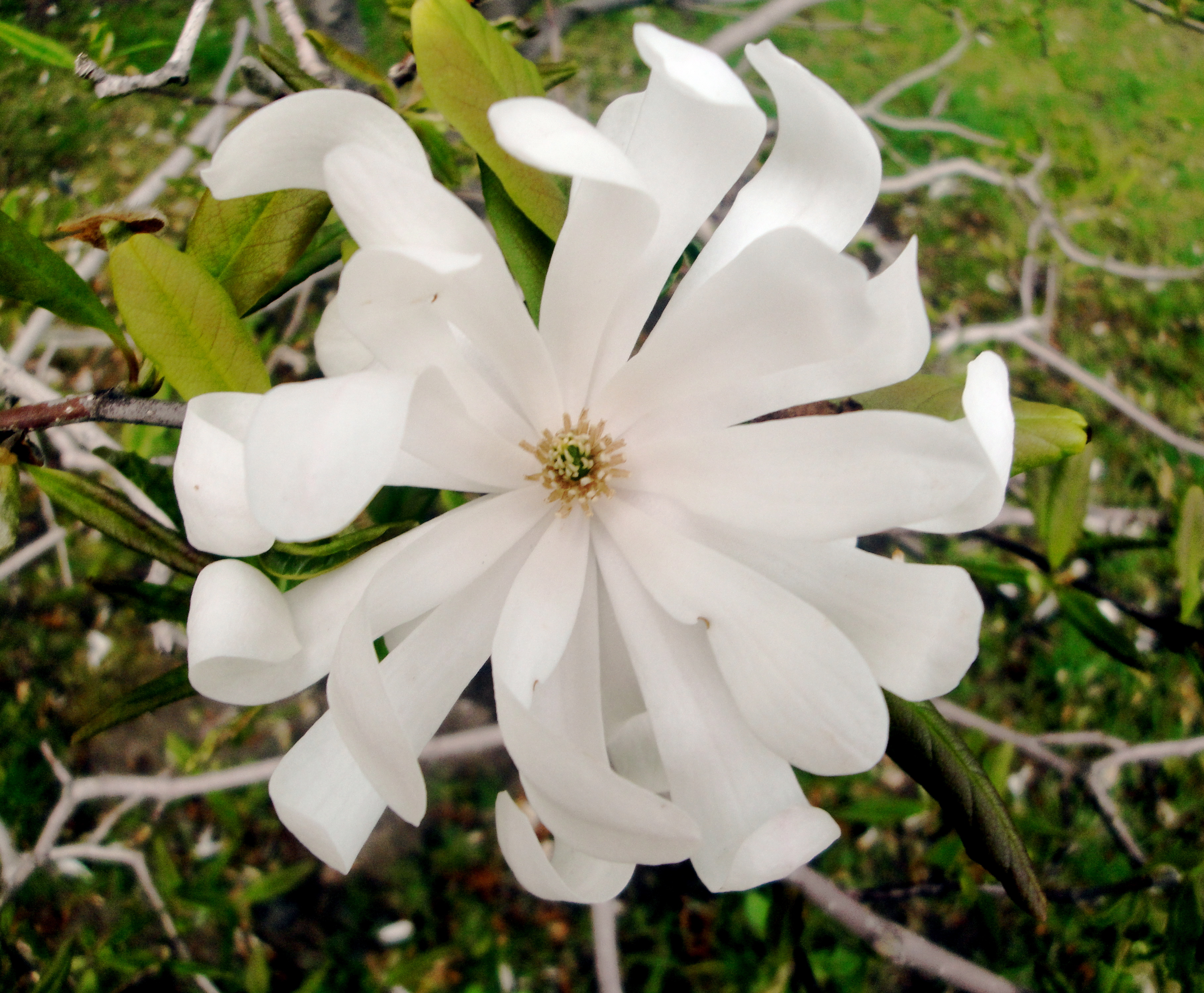 white flower