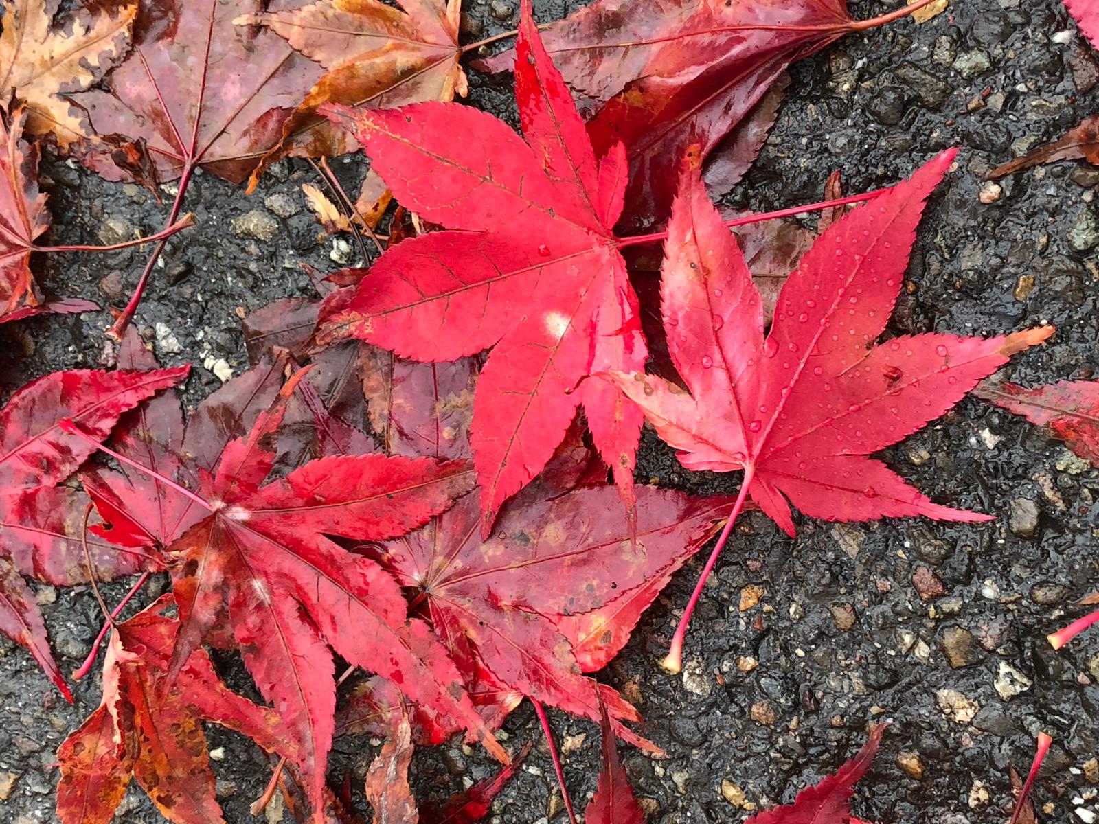 A86C3D1B-AAFC-499F-8258-355E5C68C48A