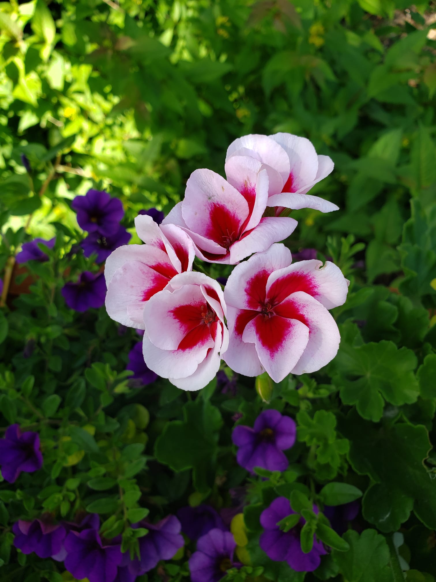 A92DD797-9483-4BAC-AE1F-4E9A49953954