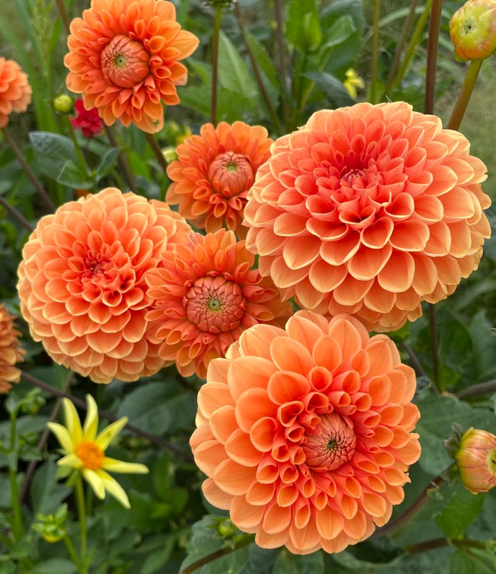 1CAEFE9A-51E3-4185-A48D-3F9E0A419B6B