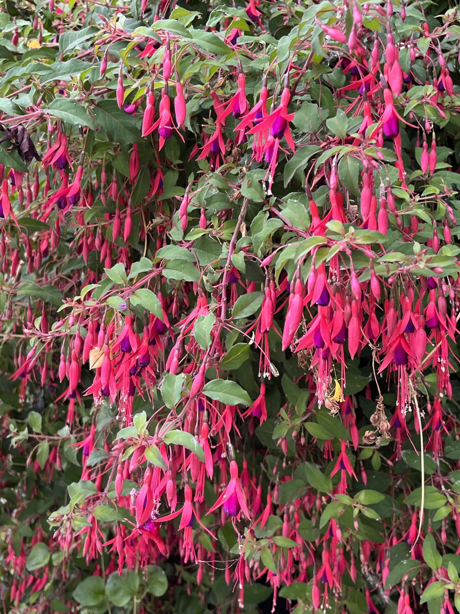 97C0F0FE-C381-40C1-8ADA-9C40F57B709B