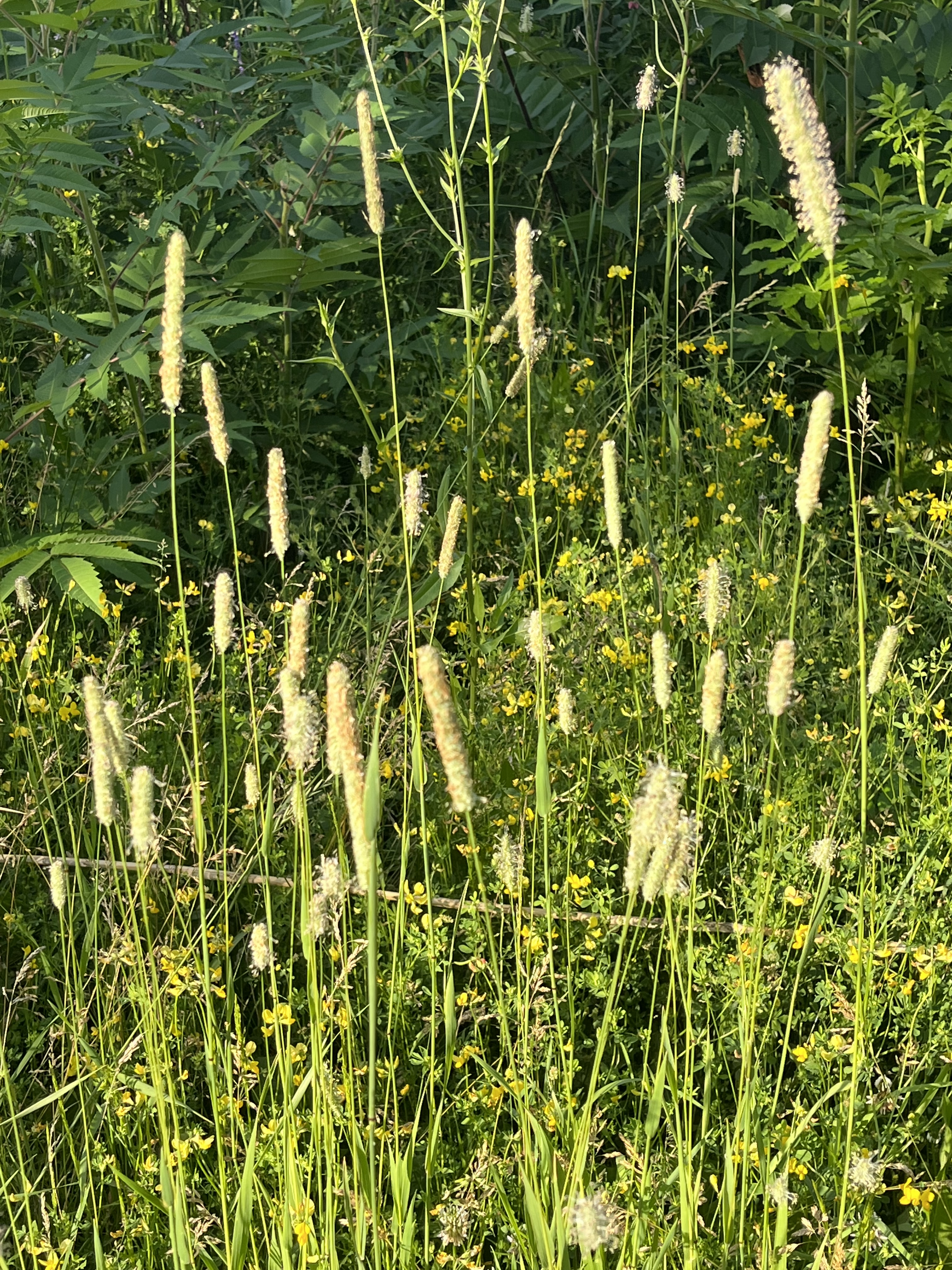 C208F47A-970D-4BB9-A38C-FF51D8B3ED8A