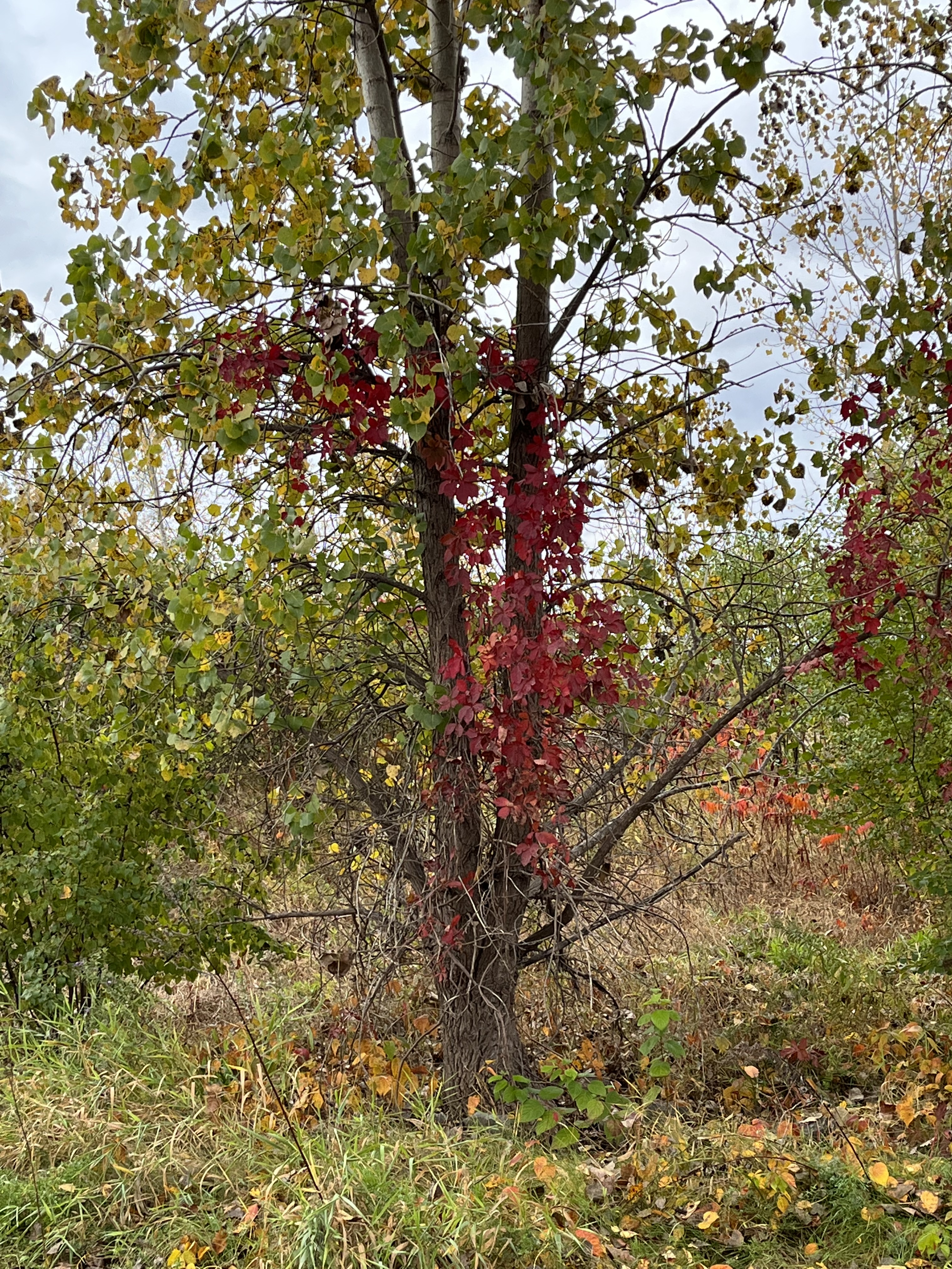 0AE7E18D-13CD-4EFD-B654-8473D3373AD8