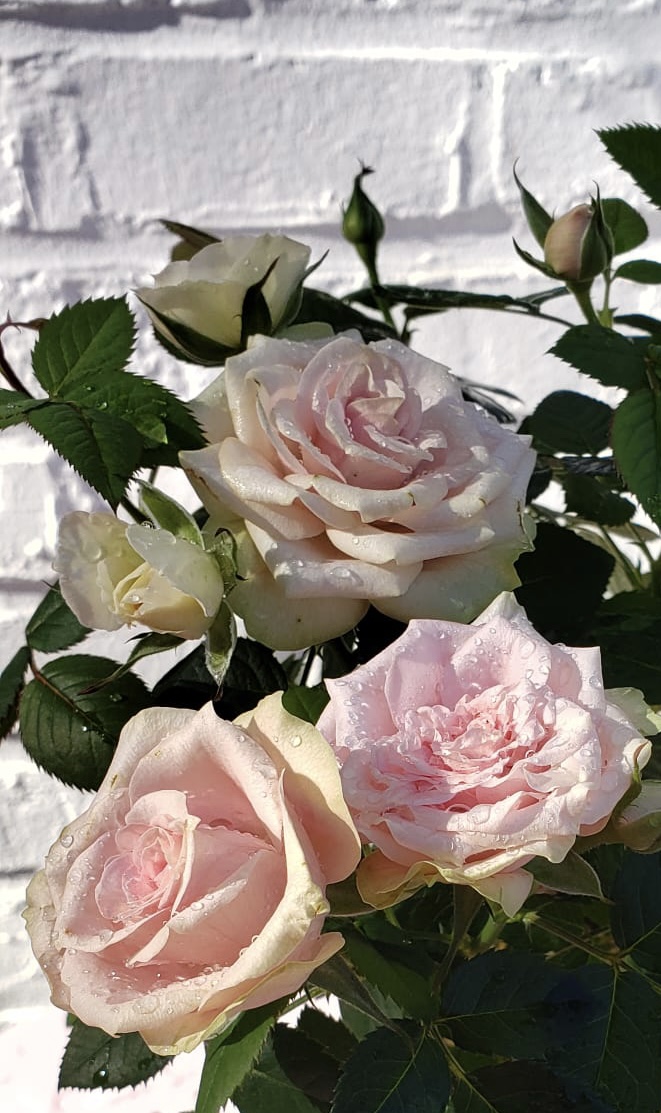 45747AB6-E931-4211-85DD-A17730C6C9B1