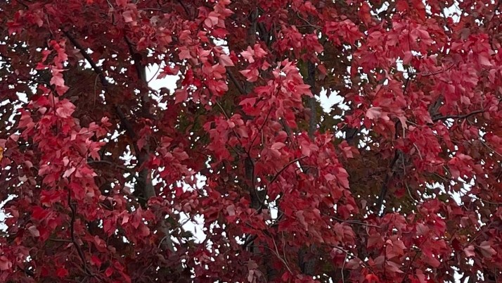 6485FB36-8B6A-42EB-8BDD-2CF913FC1074