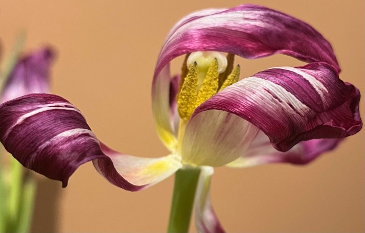 88A4A5BE-C258-40C6-9551-9F0B0787C047