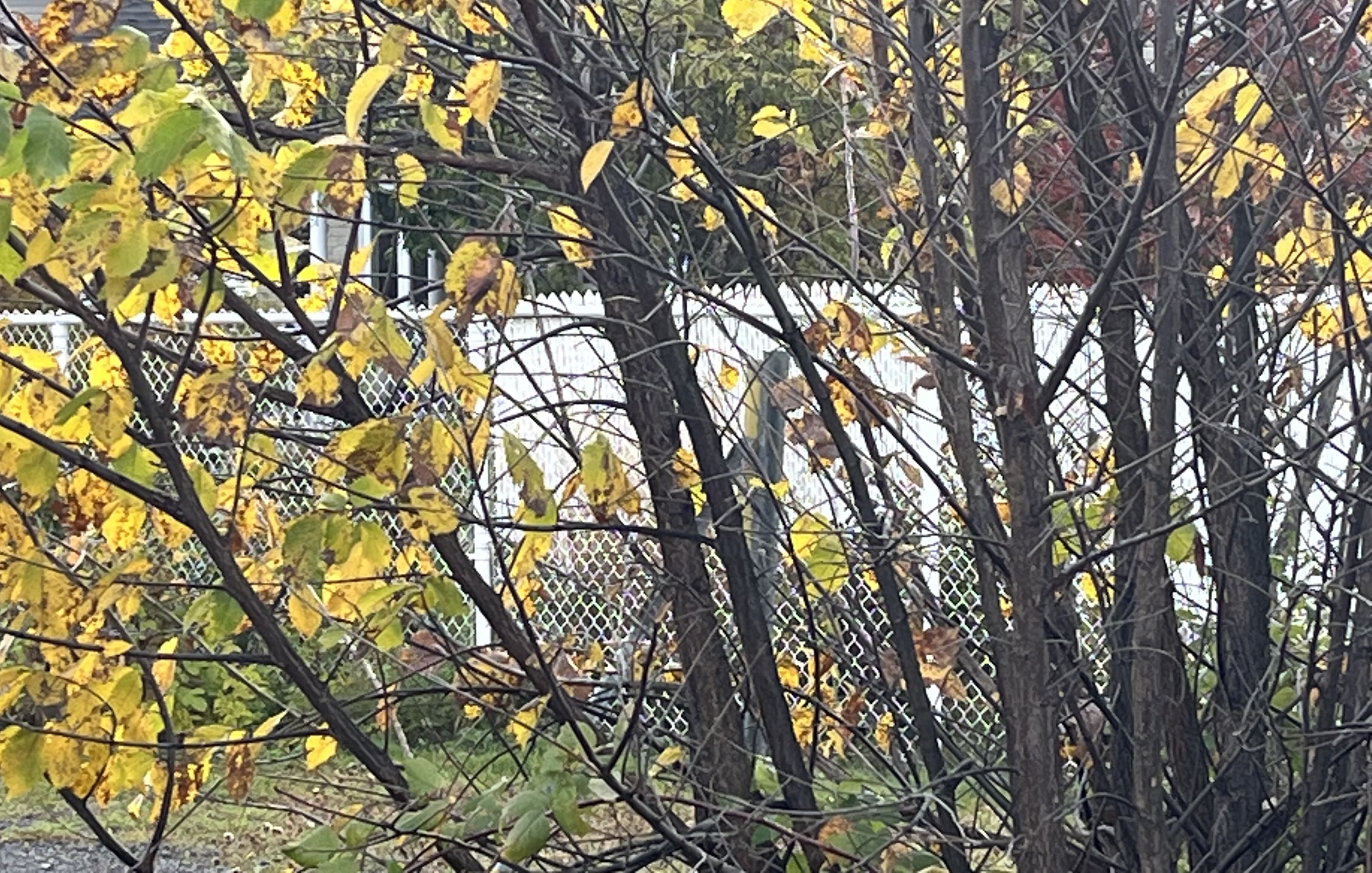 F8C21557-C9F1-4369-96AB-459AE48FFEFD