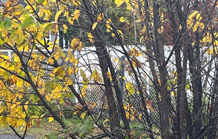 F8C21557-C9F1-4369-96AB-459AE48FFEFD